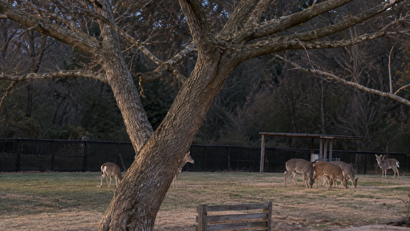 Approximate visible-light reconstruction of a large branching tree and animals grouped to its right